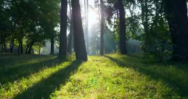 Mlhavé ráno v parku. Sluneční svit stromy na zelené trávě. Sluneční paprsky vzplanou. Kinematografické přírodní scény Scénická pozadí 4K