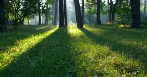 Mglisty Poranek Parku Słońce Wśród Drzew Zielonej Trawie Promienie Słoneczne — Wideo stockowe