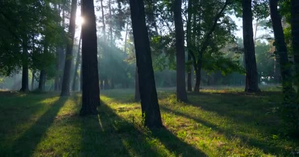 公園での霧の朝 緑の草の上の木を通してサンシャイン 太陽光線ビームフレア シネマティック ネイチャー シーンの風景背景 — ストック動画