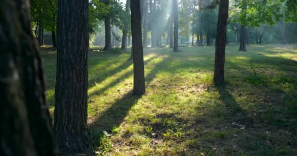 Misty Morning Park Sunshine Trees Green Grass Rayos Sol Rayos — Vídeo de stock