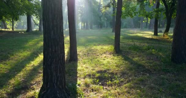 Misty Morning Park Sol Através Árvores Grama Verde Raios Sol — Vídeo de Stock