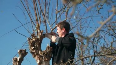 Adam el testeresiyle söğüt ağacını kesti. Sonbahar Parlak Güneşli Günü. Temiz Mavi Gökyüzü. 2x Yavaş çekim 60fps 4K