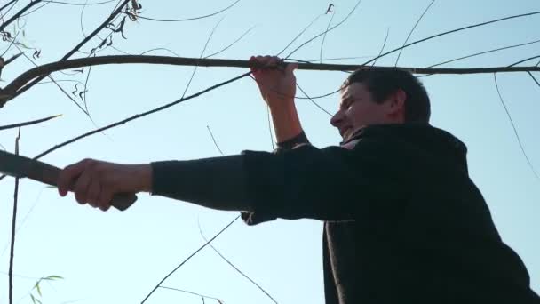 Man Chops Willow Tree Branches Día Soleado Brillante Del Otoño — Vídeos de Stock
