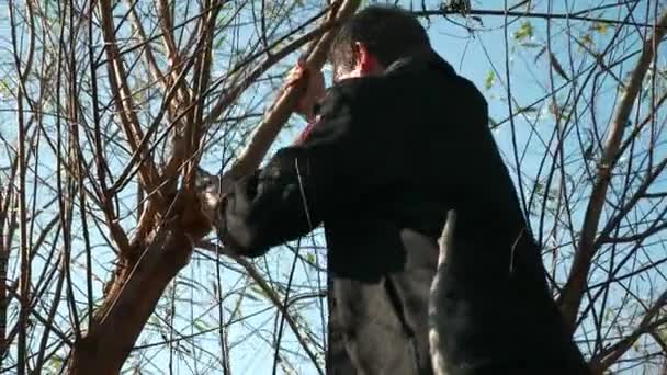 Man Cuts Willow Tree Hand Saw Autumn Bright Sunny Day — Stock Video