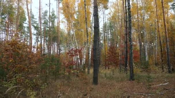 Autumn Season Beautiful Forest Wood Background Walk Hike Overcast Day — Stock Video