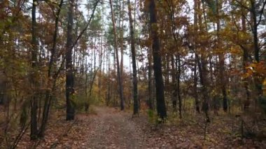 Güzel Orman Ormanı Ormanı 'nda Sonbahar sezonu. Yürüyüşe çık. Bulutlu gün. 2x Yavaş çekim 60fps 4K