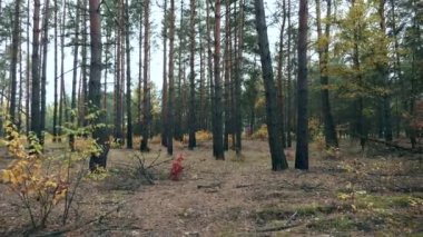 Güzel Orman Ormanı Ormanı 'nda Sonbahar sezonu. Yürüyüşe çık. Bulutlu gün. 2x Yavaş çekim 60fps 4K