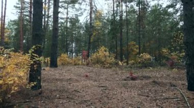 Güzel Orman Ormanı Ormanı 'nda Sonbahar sezonu. Yürüyüşe çık. Bulutlu gün. 2x Yavaş çekim 60fps 4K