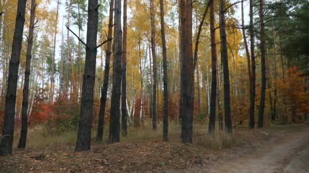 美しい森の木の背景の秋のシーズン ハイキングをする 曇りの日 2倍スローモーション60Fps — ストック動画