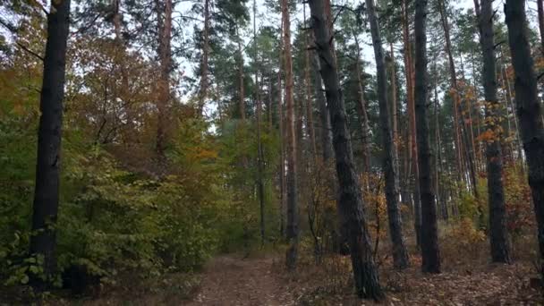 Musim Gugur Beautiful Forest Wood Background Berjalan Hike Hari Berawan — Stok Video