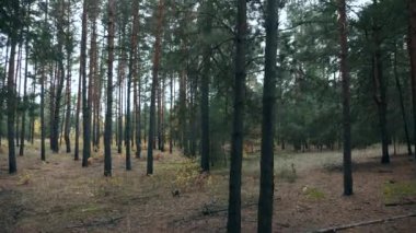 Güzel Orman Ormanı Ormanı 'nda Sonbahar sezonu. Yürüyüşe çık. Bulutlu gün. 2x Yavaş çekim 60fps 4K