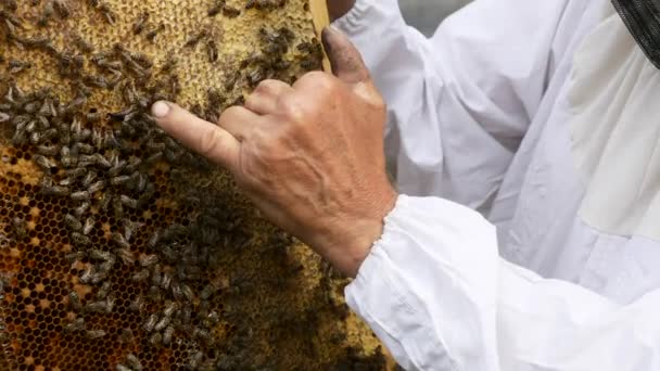 Bee Keeper Δείχνει Δάχτυλο Βασίλισσα Μέλισσα Μεταξύ Των Μελισσοκόμων Στο — Αρχείο Βίντεο