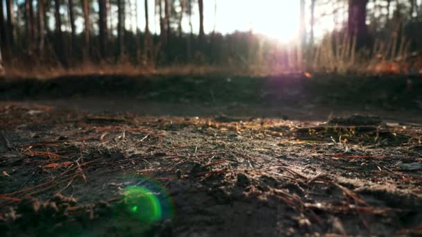 Primer Plano Calzado Femenino Pasos Dirt Road Morning Evening Sunshine — Vídeo de stock