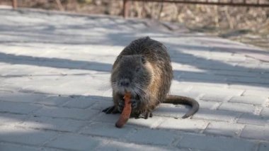 Çocuk Çocuk Nutria 'yı parkta besliyor. İkametgah Apartmanı Apartman Binaları Bloğu. Kış Soğuk Güneşli Günü. 2x Yavaş çekim 60fps 4K