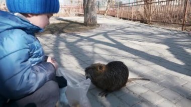 Çocuk Çocuk Nutria 'yı parkta besliyor. İkametgah Apartmanı Apartman Binaları Bloğu. Kış Soğuk Güneşli Günü. 2x Yavaş çekim 60fps 4K