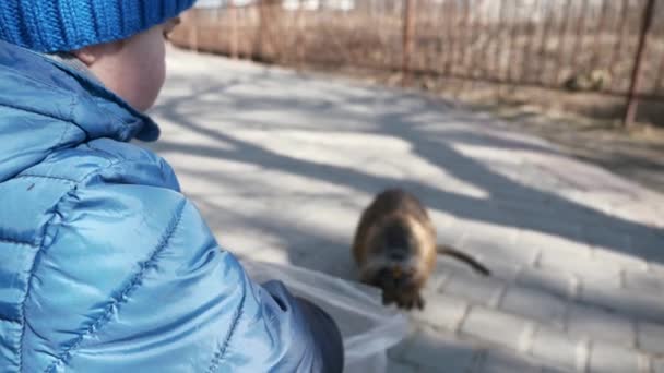 Child Kid Feed Nutria Park City Residential Area Block Flats — стоковое видео