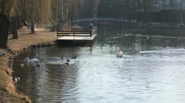 Birds in Lake. Ducks Swans Swim in Pond. City Park. 2x Slow motion 60fps 4K