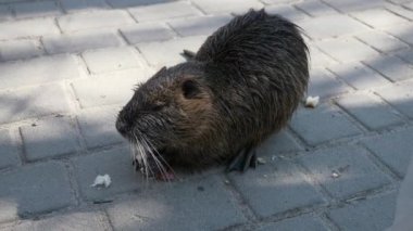 Çocuk Çocuk Nutria 'yı parkta besliyor. İkametgah Apartmanı Apartman Binaları Bloğu. Kış Soğuk Güneşli Günü. 2x Yavaş çekim 60fps 4K