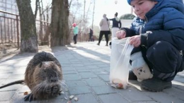 Çocuk Çocuk Nutria 'yı parkta besliyor. İkametgah Apartmanı Apartman Binaları Bloğu. Kış Soğuk Güneşli Günü. 2x Yavaş çekim 60fps 4K