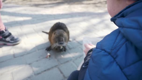 Child Kid Feed Nutria Park City Residential Area Block Flats — 비디오