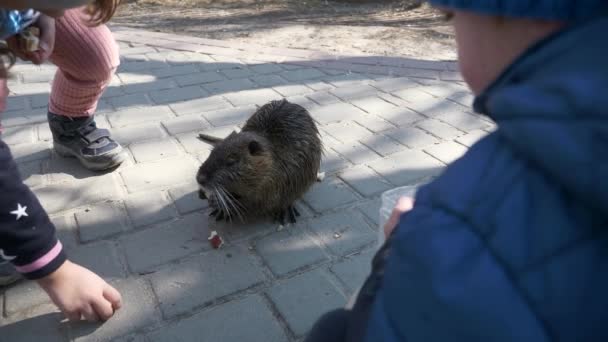 Kinderfütterung Nutria Park City Residential Area Block Flats Wohnungen Eigentumswohnungen — Stockvideo