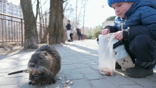 Child Kid Feed Nutria Park City Residential Area Block Flats — Stock Video