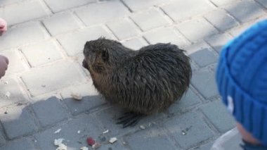 Çocuk Çocuk Nutria 'yı parkta besliyor. İkametgah Apartmanı Apartman Binaları Bloğu. Kış Soğuk Güneşli Günü. 2x Yavaş çekim 60fps 4K
