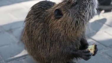 Çocuk Çocuk Nutria 'yı parkta besliyor. İkametgah Apartmanı Apartman Binaları Bloğu. Kış Soğuk Güneşli Günü. 2x Yavaş çekim 60fps 4K