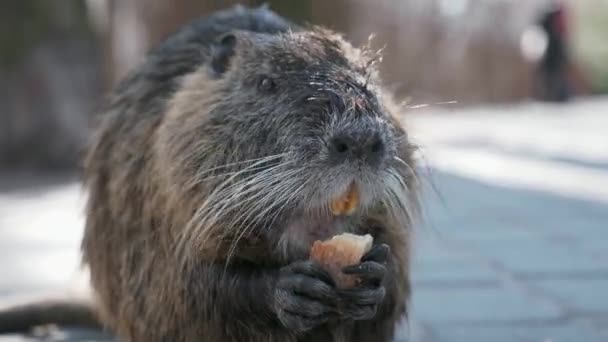 Child Kid Feed Nutria Park City Residential Area Block Flats — Video Stock