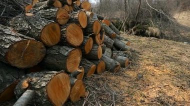 Ağaç kütüklerini nehrin kenarına istifle. Taşra Sahnesi. Kırsal arka plan. Yavaş çekim 4K