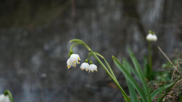 Bambino Kid Stand Con Raccolto Bucaneve Fiori Vicino Fiume Stream — Video Stock