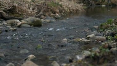 Küçük Nehir Taşı Akıntısı. Bahar mevsimi güneşli bir gün. Kırsal Sahne Arkaplanı. Güzel Doğa Ülkesi. 2x Yavaş çekim 60fps 4K