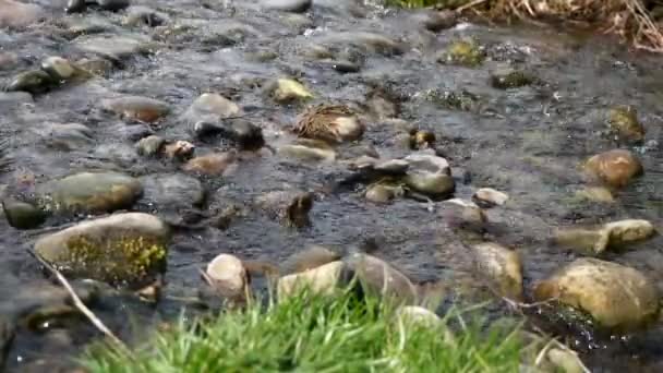 Corriente Piedra Río Pequeño Temporada Primavera Día Soleado Contexto Escena — Vídeos de Stock