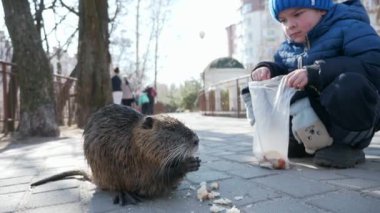 Çocuk Çocuk Nutria 'yı parkta besliyor. İkametgah Apartmanı Apartman Binaları Bloğu. Kış Soğuk Güneşli Günü. 2x Yavaş çekim 60fps 4K