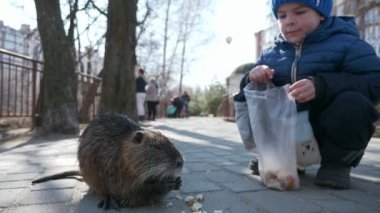 Çocuk Çocuk Nutria 'yı parkta besliyor. İkametgah Apartmanı Apartman Binaları Bloğu. Kış Soğuk Güneşli Günü. 2x Yavaş çekim 60fps 4K
