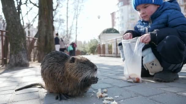 Child Kid Feed Nutria Park City Residential Area Block Flats — 비디오