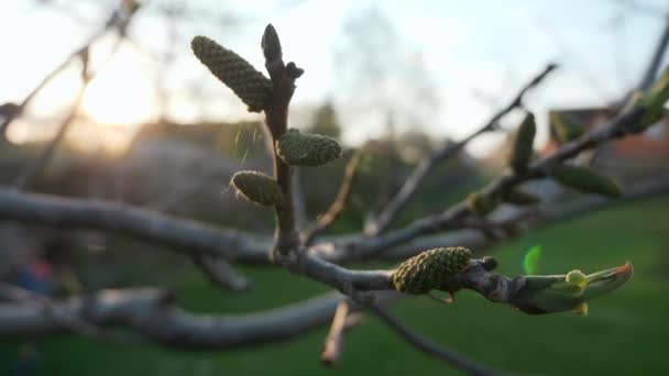 Brotes Nogal Hojas Florecientes Rama Temporada Primavera Orchard Garden Patio — Vídeos de Stock