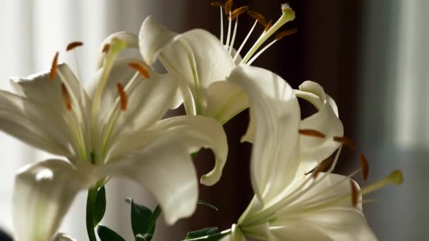 特写美丽的白百合花在靠近窗户的房间里 阳光照射4K — 图库视频影像