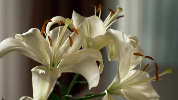 Közelkép Gyönyörű Fehér Liliom Virág Szoba Ablaka Közelében Napfény Napfény — Stock videók