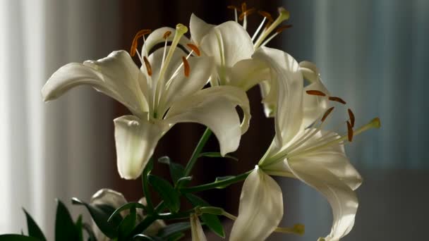 Közelkép Gyönyörű Fehér Liliom Virág Szoba Ablaka Közelében Napfény Napfény — Stock videók