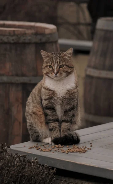 Grande Lindo Adorable Gato Sentado Solo Calle — Foto de Stock