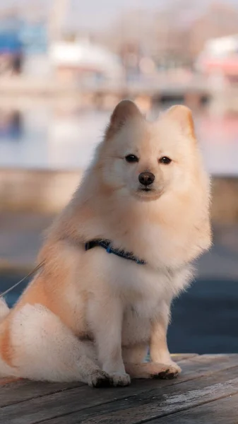 Lindo Perrito Blanco Esponjoso Calle Durante Amanecer — Foto de Stock