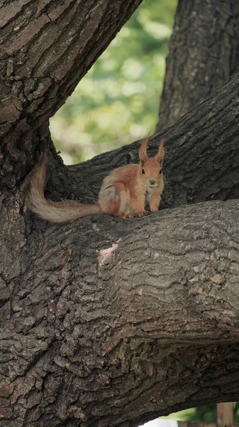 Écureuil Sauvage Assis Sur Arbre Dans Parc — Photo