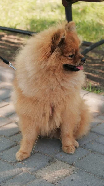 Mignon Petit Chiot Spitz Assis Sur Sol Dans Parc — Photo