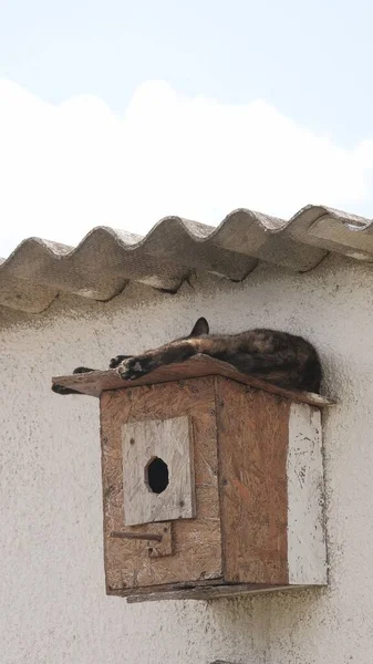Kot Relaksujący Się Domku Dla Ptaków Przymocowanym Ściany — Zdjęcie stockowe