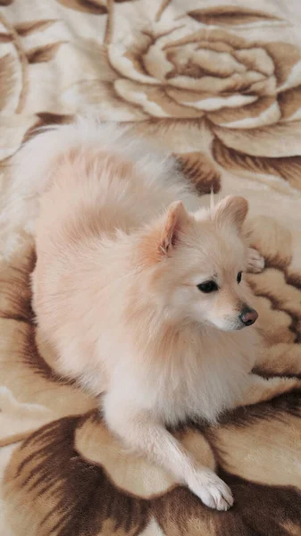 Front View Handsome German Male Spitz Relaxing King Size Bed — Stock Photo, Image