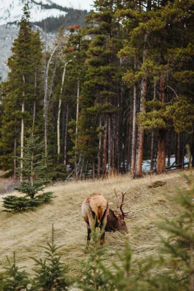 カナダのバンフ国立公園の針葉樹林の近くで野生のトナカイが草を食べる — ストック写真