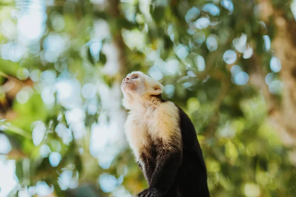 Baixo Ângulo Selvagem Branco Panamenho Enfrentou Capuchinho Imitador Cebus Olhando — Fotografia de Stock