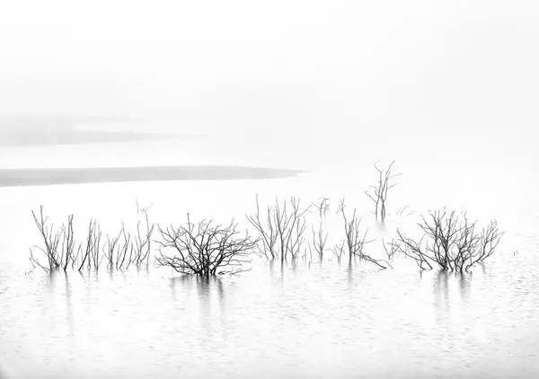 Чорно Білі Безлистяні Кущі Дерева Ростуть Воді Ставка Туманний День — стокове фото