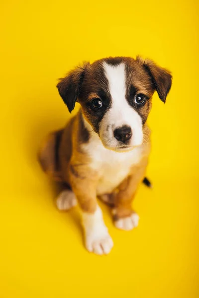 Desde Arriba Adorable Cachorro Border Collie Sentado Sobre Fondo Amarillo — Foto de Stock